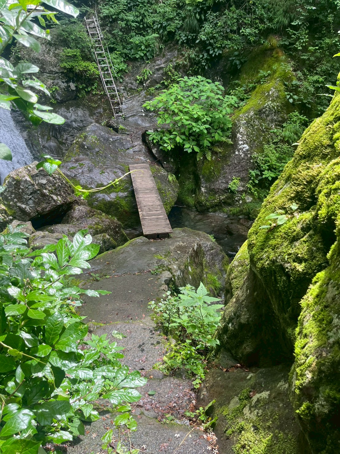 苔むした渓谷と木製の橋